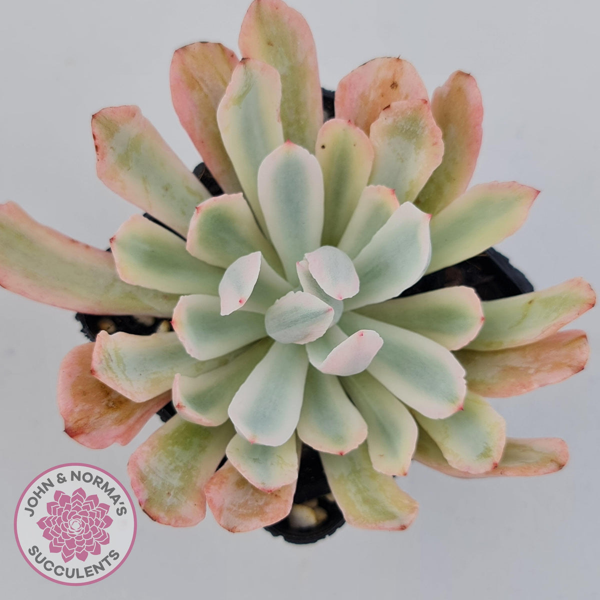 Echeveria Holwayi Variegated