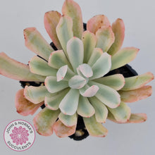 Load image into Gallery viewer, Echeveria Holwayi Variegated - John &amp; Norma&#39;s Succulents Australia
