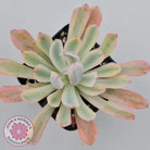 Echeveria Holwayi Variegated