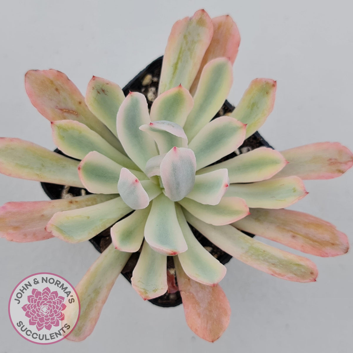 Echeveria Holwayi Variegated