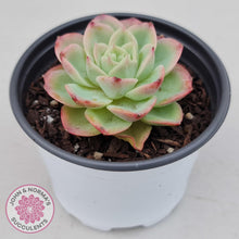 Load image into Gallery viewer, Echeveria &#39;Honey Melon&#39; - John &amp; Norma&#39;s Succulents
