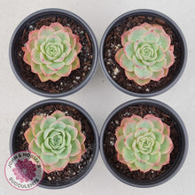 Load image into Gallery viewer, Echeveria &#39;Honey Melon&#39; - John &amp; Norma&#39;s Succulents
