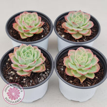 Load image into Gallery viewer, Echeveria &#39;Honey Melon&#39; - John &amp; Norma&#39;s Succulents
