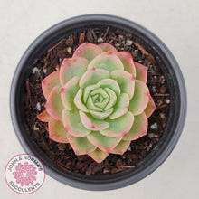 Load image into Gallery viewer, Echeveria &#39;Honey Melon&#39; - John &amp; Norma&#39;s Succulents
