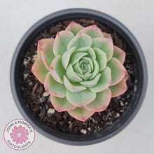 Load image into Gallery viewer, Echeveria &#39;Honey Melon&#39; - John &amp; Norma&#39;s Succulents
