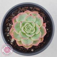 Load image into Gallery viewer, Echeveria &#39;Honey Melon&#39; - John &amp; Norma&#39;s Succulents
