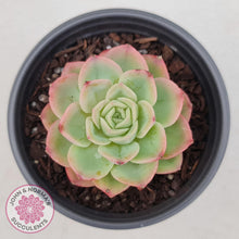 Load image into Gallery viewer, Echeveria &#39;Honey Melon&#39; - John &amp; Norma&#39;s Succulents
