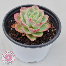 Load image into Gallery viewer, Echeveria &#39;Honey Melon&#39; - John &amp; Norma&#39;s Succulents
