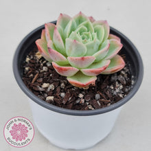 Load image into Gallery viewer, Echeveria &#39;Honey Melon&#39; - John &amp; Norma&#39;s Succulents
