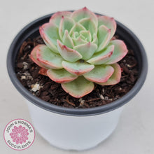 Load image into Gallery viewer, Echeveria &#39;Honey Melon&#39; - John &amp; Norma&#39;s Succulents
