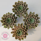 Echeveria 'Hong Yu' malgan (XL)