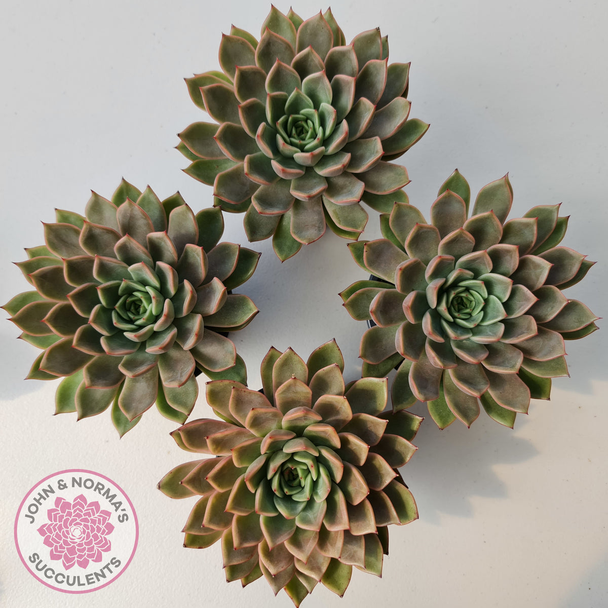 Echeveria 'Hong Yu' malgan (XL)