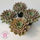 Echeveria 'Hong Yu' malgan (XL)