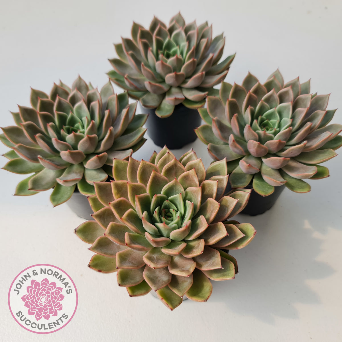 Echeveria 'Hong Yu' malgan (XL)
