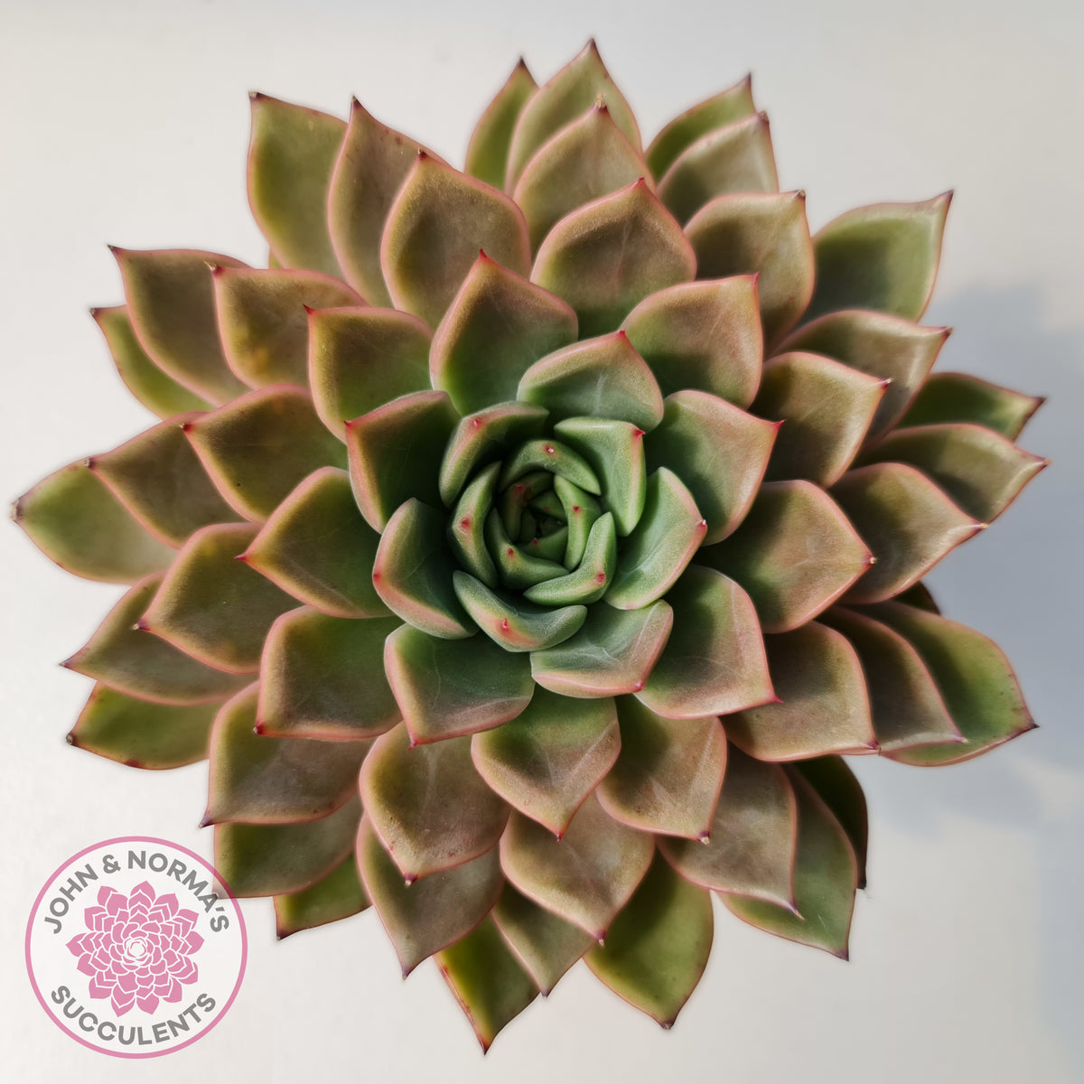 Echeveria 'Hong Yu' malgan (XL)