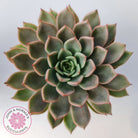 Echeveria 'Hong Yu' malgan (XL)