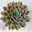 Echeveria 'Hong Yu' malgan (XL)