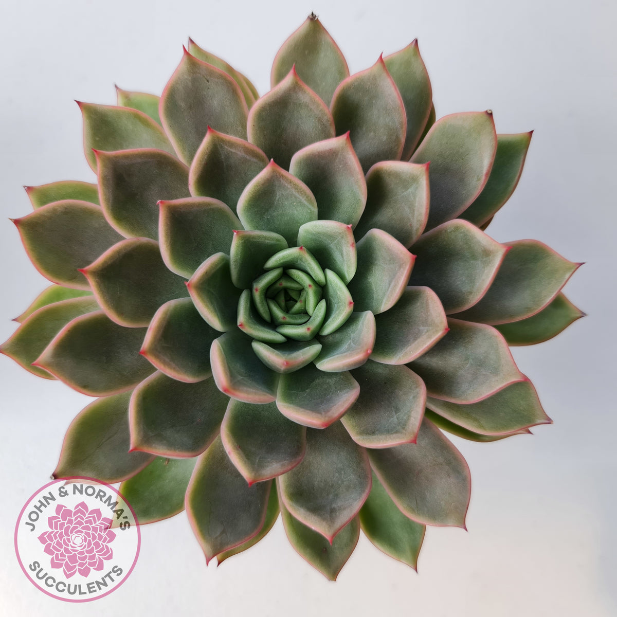 Echeveria 'Hong Yu' malgan (XL)