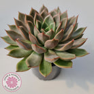 Echeveria 'Hong Yu' malgan (XL)