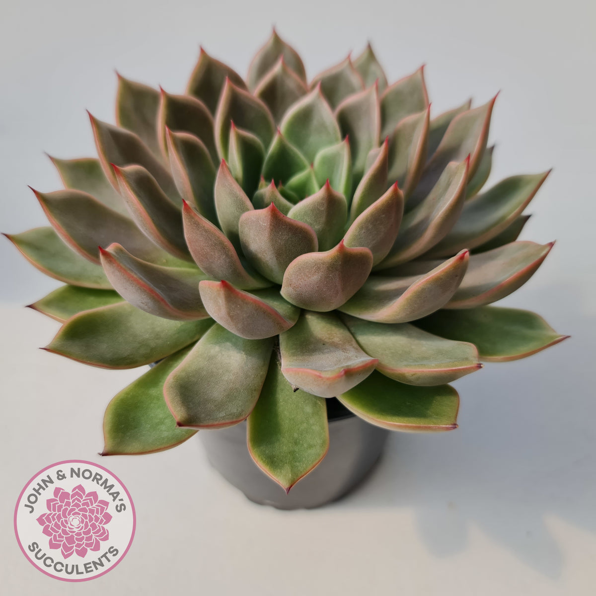 Echeveria 'Hong Yu' malgan (XL)