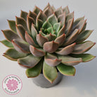 Echeveria 'Hong Yu' malgan (XL)