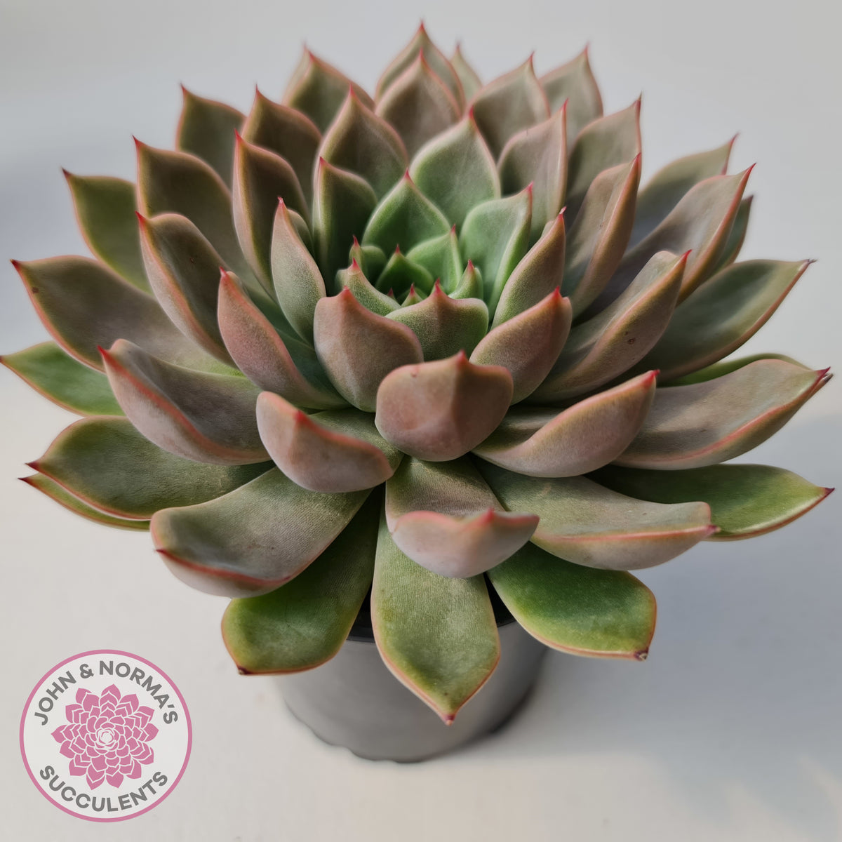 Echeveria 'Hong Yu' malgan (XL)