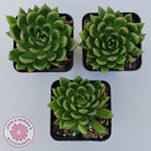 Echeveria 'Jade Point'