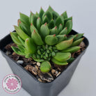 Echeveria 'Jade Point'