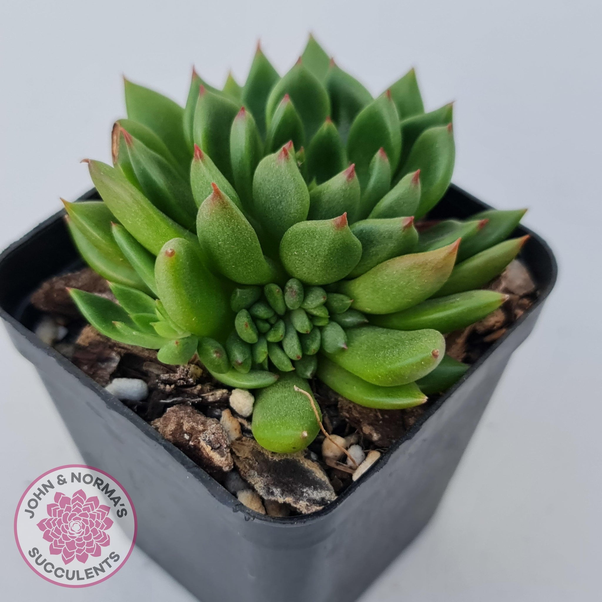 jade point succulents Buy Echeveria 'Jade Point' Australia