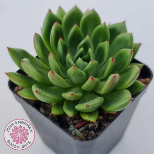 Echeveria 'Jade Point' - John & Norma's Succulents Australia