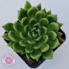 Echeveria 'Jade Point'