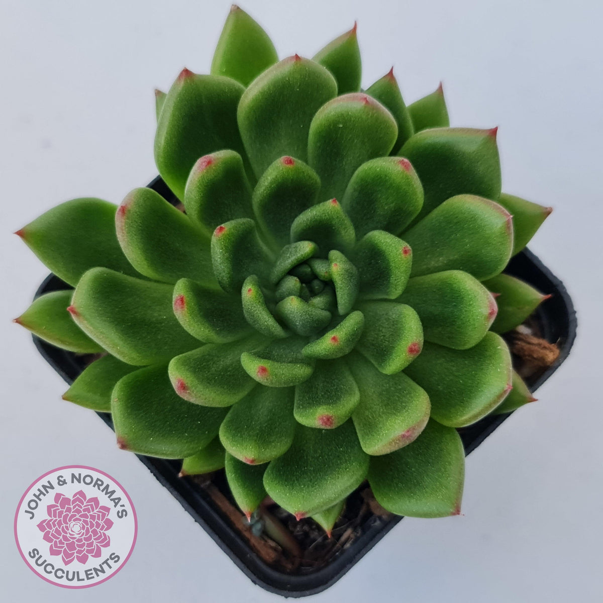 Echeveria 'Jade Point'
