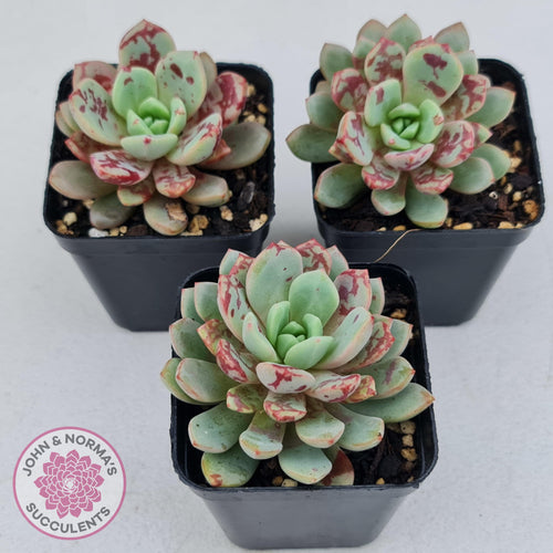 Echeveria Jelly Jam - John & Norma's Succulents