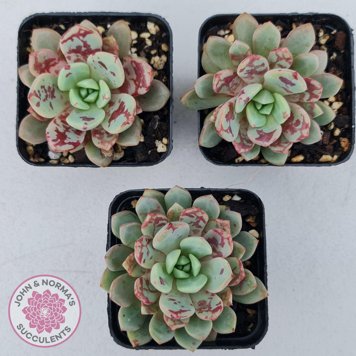 Echeveria Jelly Jam