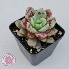 Load image into Gallery viewer, Echeveria Jelly Jam - John &amp; Norma&#39;s Succulents
