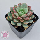 Echeveria Jelly Jam