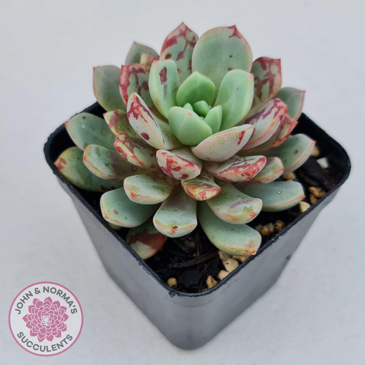 Echeveria Jelly Jam