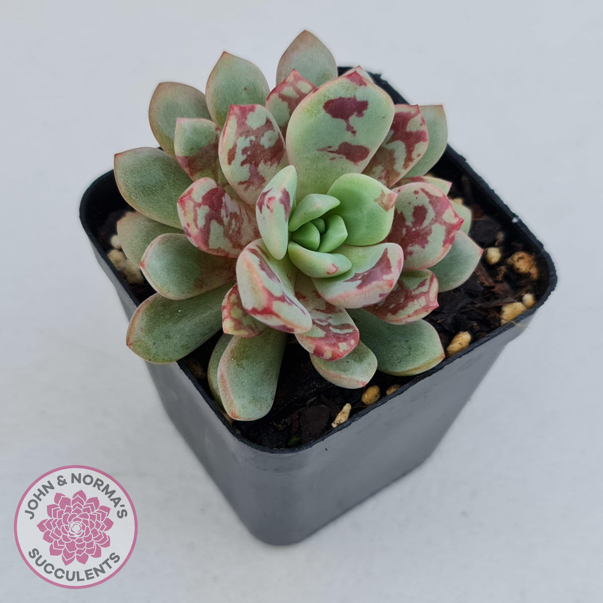 Echeveria Jelly Jam