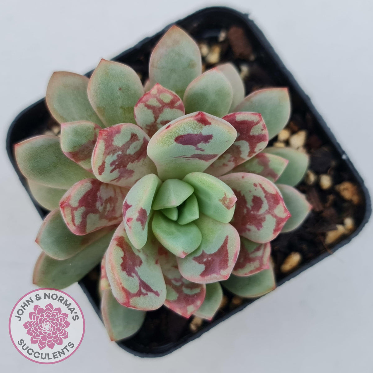 Echeveria Jelly Jam
