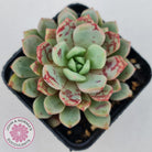 Echeveria Jelly Jam