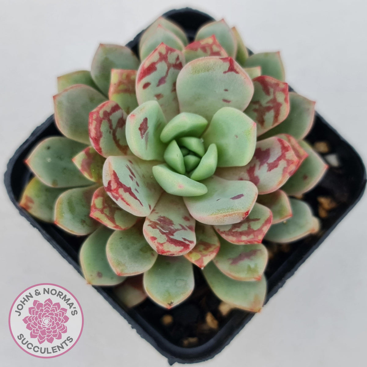 Echeveria Jelly Jam