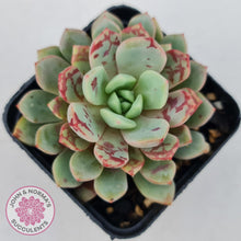 Load image into Gallery viewer, Echeveria Jelly Jam - John &amp; Norma&#39;s Succulents
