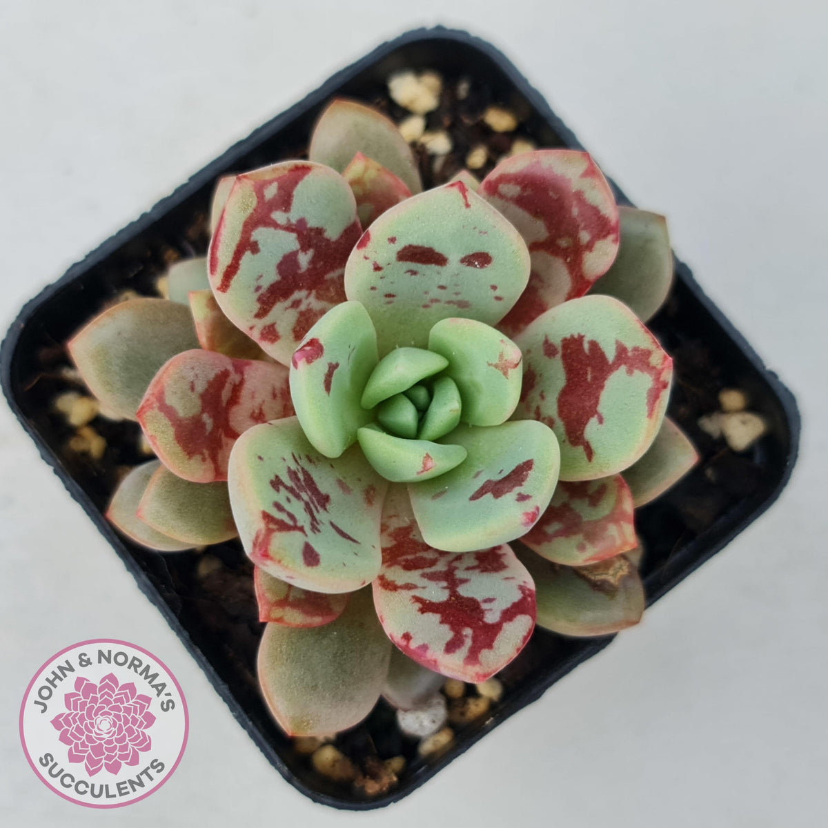 Echeveria Jelly Jam