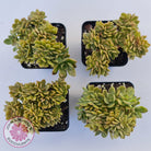 Echeveria Kristen Crest