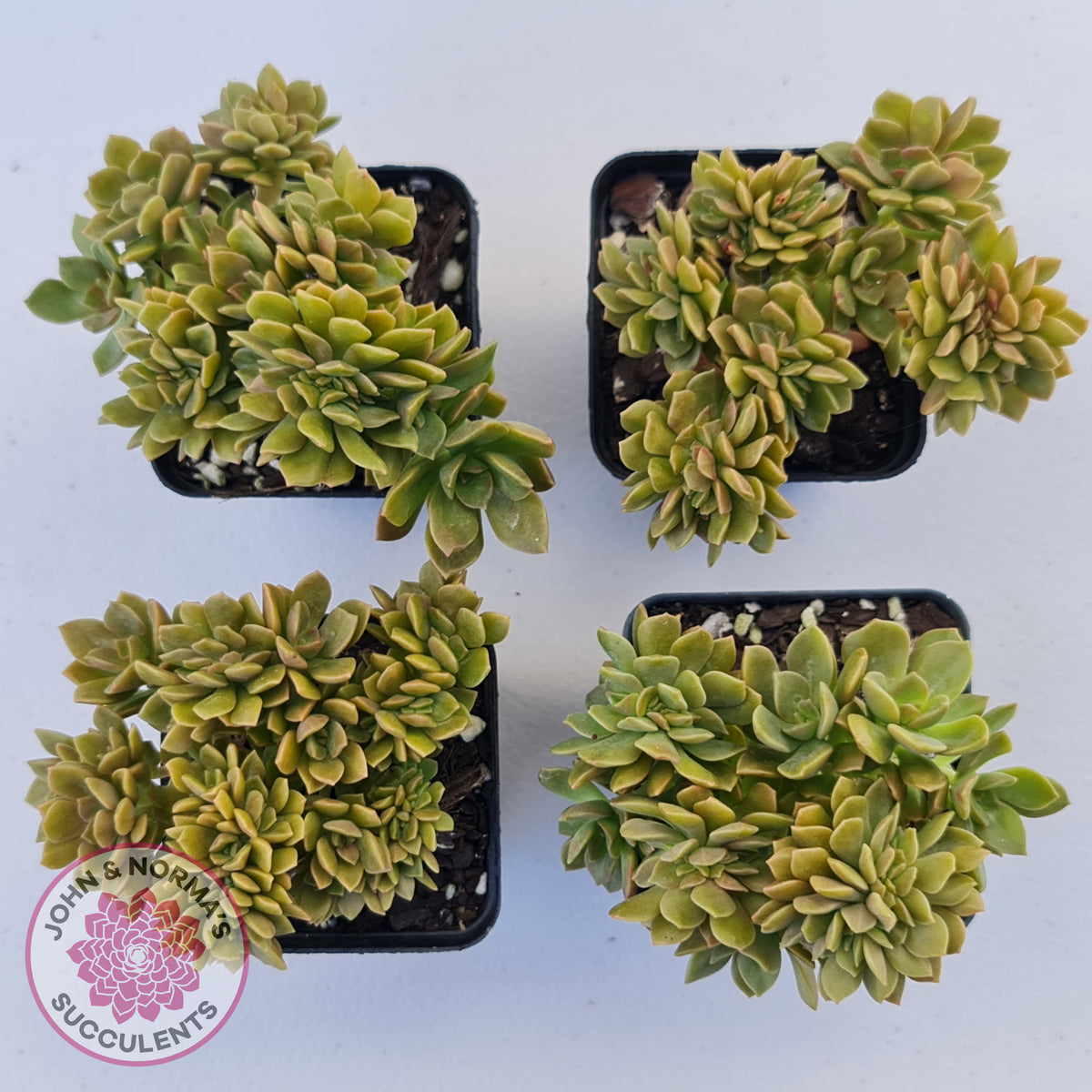 Echeveria Kristen Crest