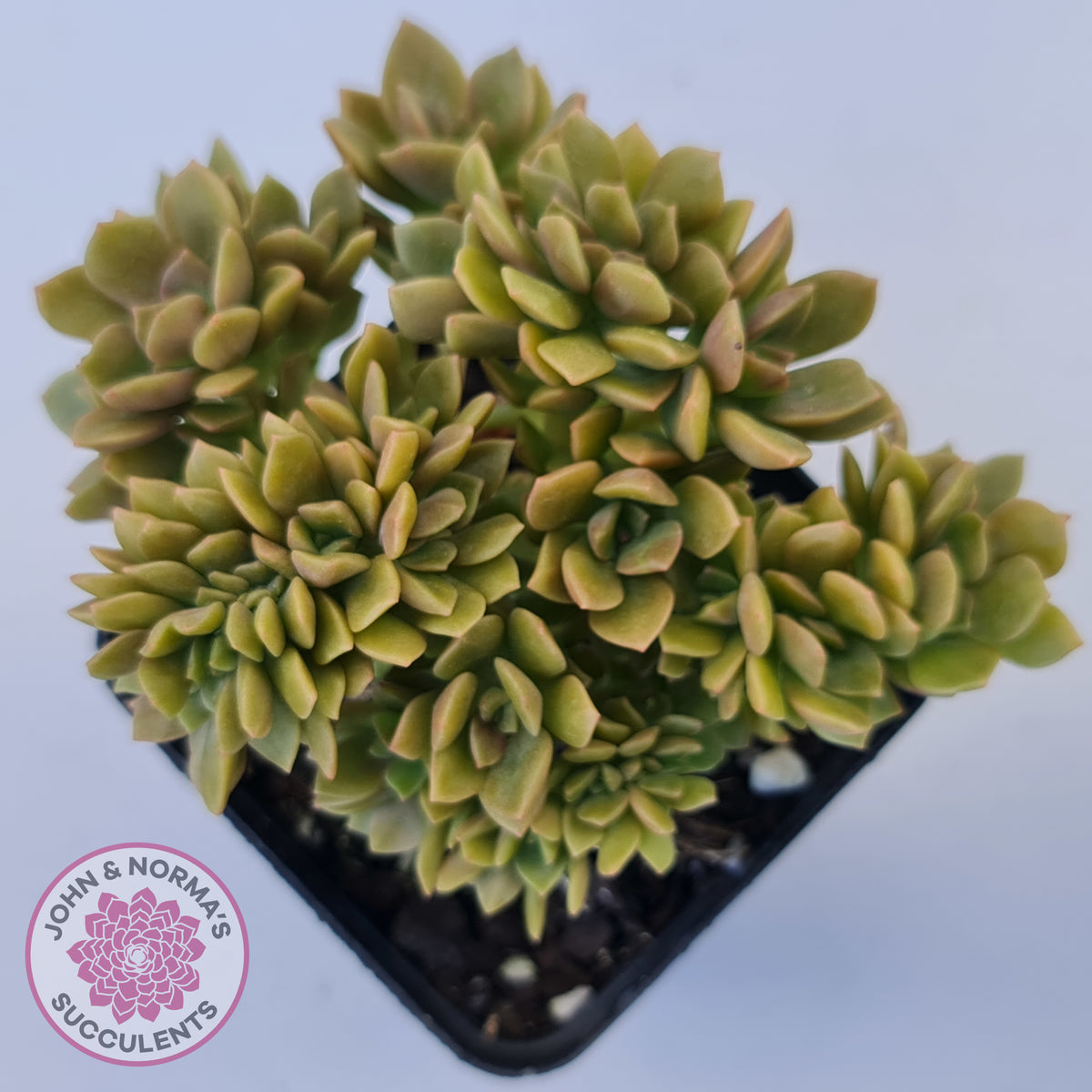 Echeveria Kristen Crest