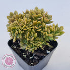 Echeveria Kristen Crest