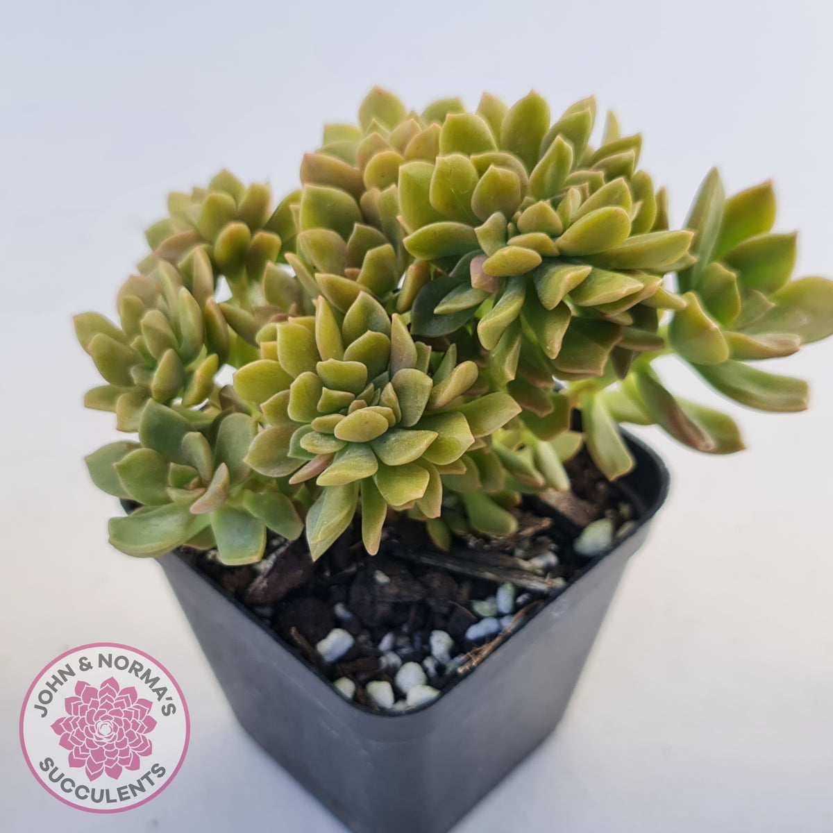 Echeveria Kristen Crest