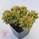 Echeveria Kristen Crest