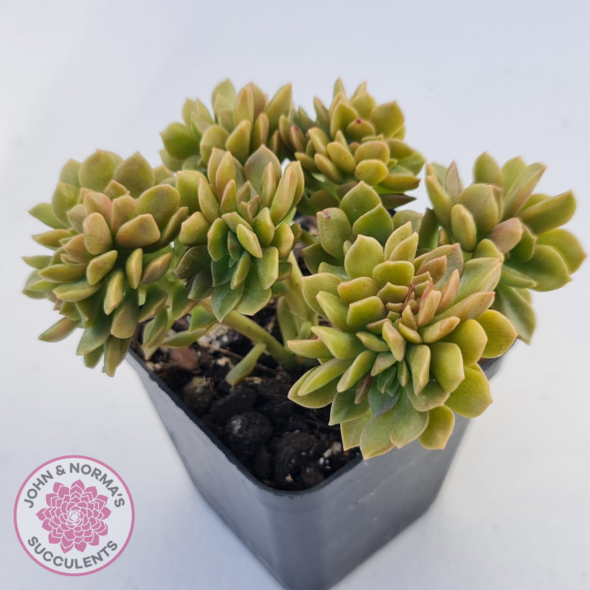 Echeveria Kristen Crest